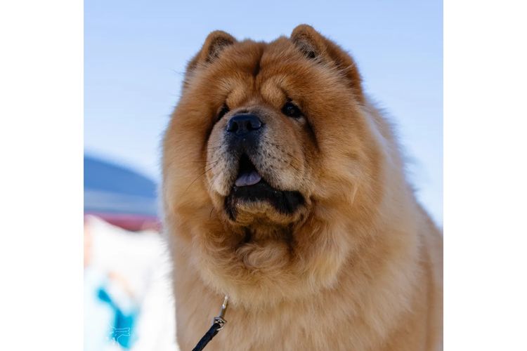 Majestueux Chow Chows
