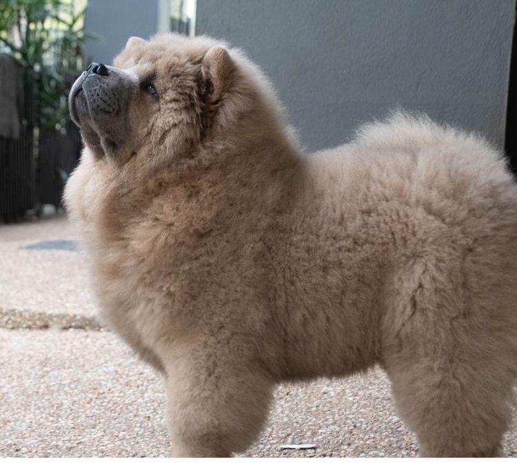 Majestueux Chow Chows