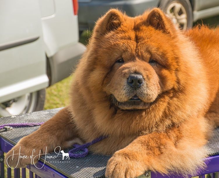 Majestueux Chow Chows