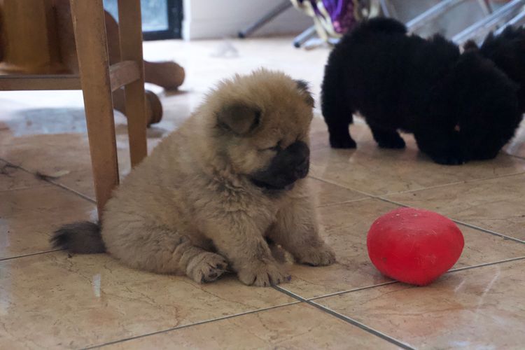 Majestueux Chow Chows