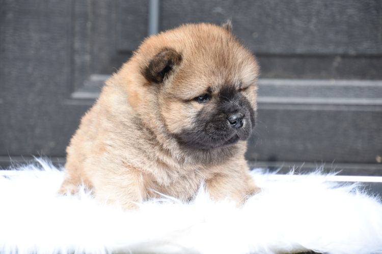 Majestueux Chow Chows