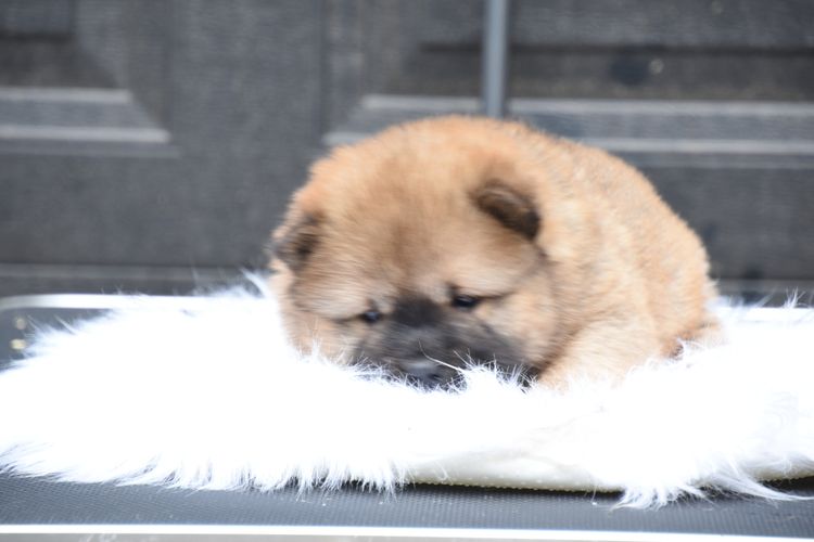 Majestueux Chow Chows