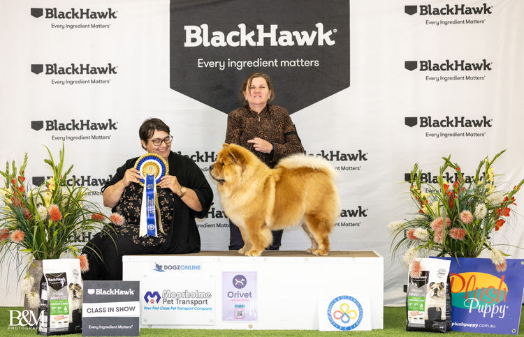 Majestueux Chow Chows