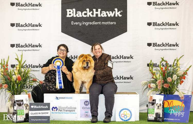 Majestueux Chow Chows