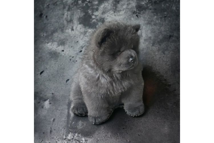 Majestueux Chow Chows