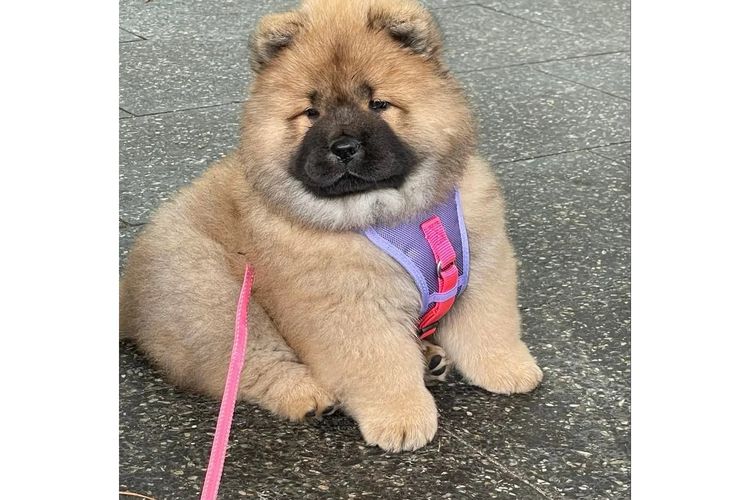 Majestueux Chow Chows