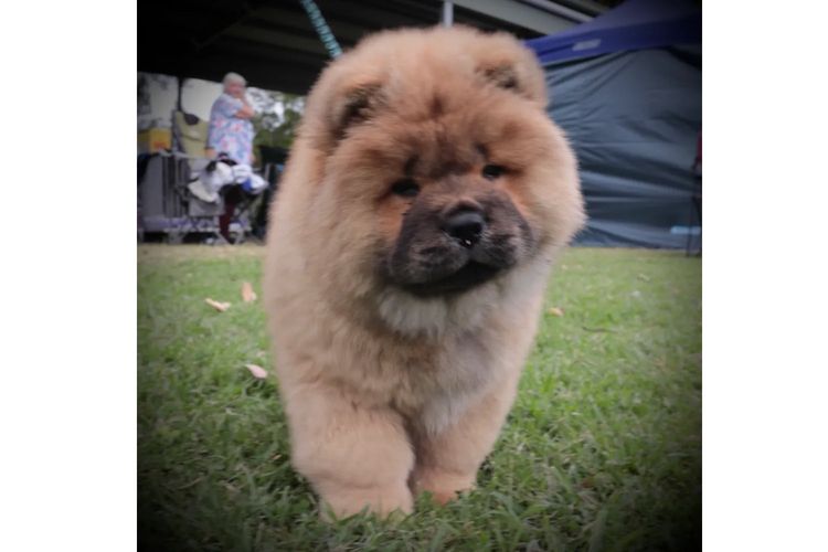 Majestueux Chow Chows