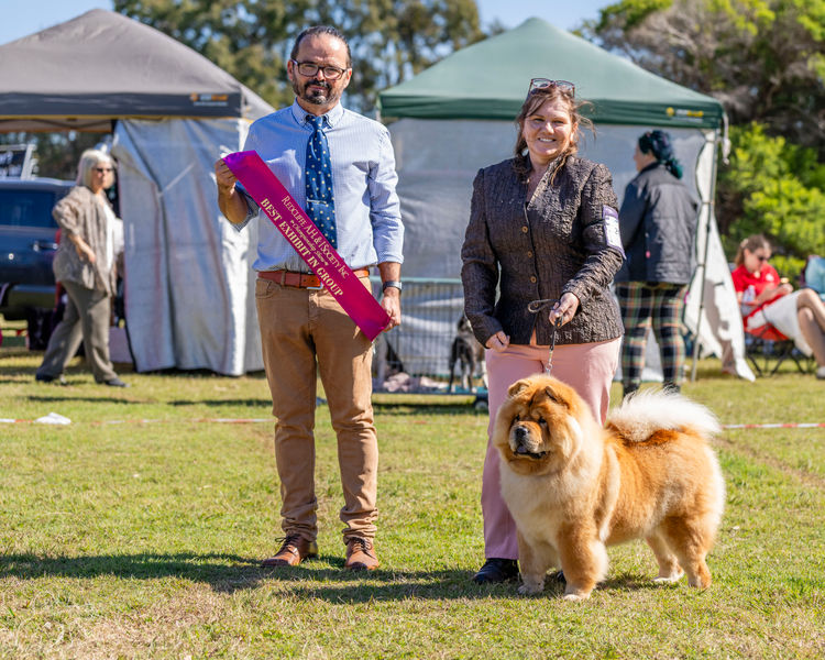 Majestueux Chow Chows