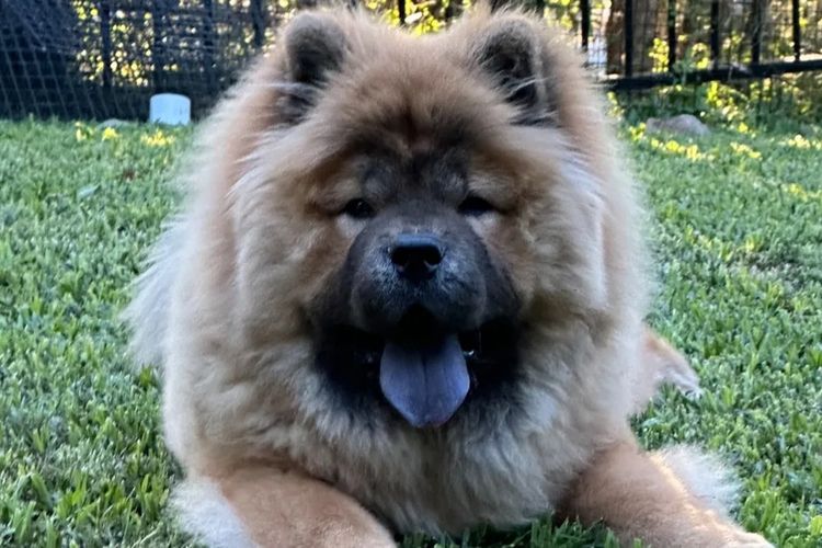 Majestueux Chow Chows