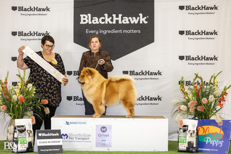 Majestueux Chow Chows