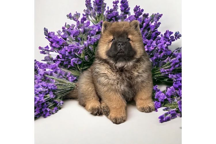 Majestueux Chow Chows