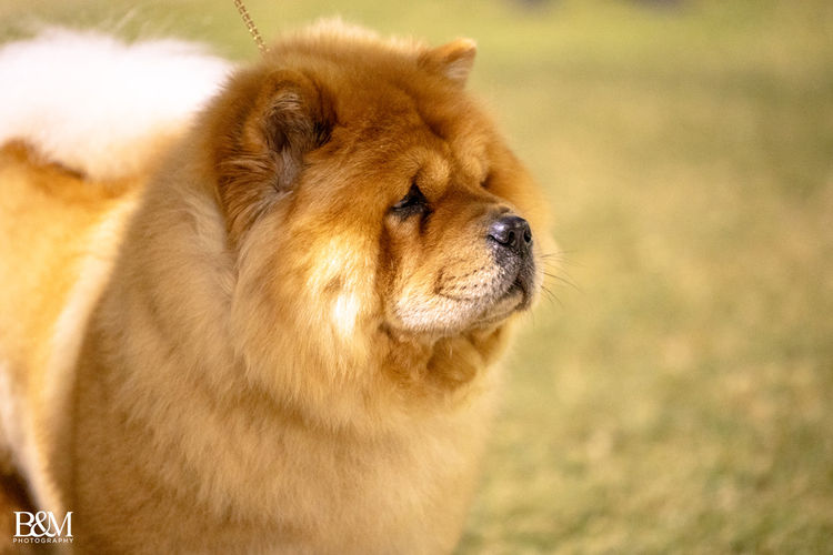 Majestueux Chow Chows