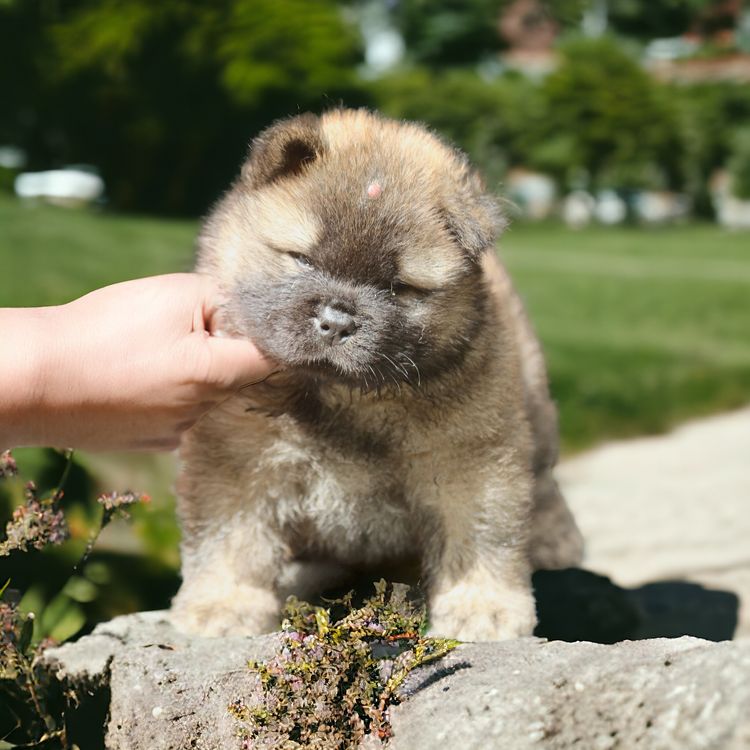 Majestueux Chow Chows