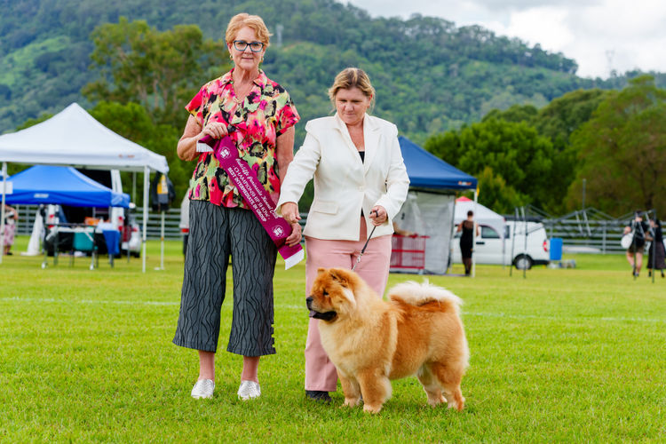 Majestueux Chow Chows