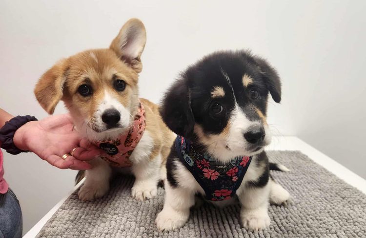 Elbella Ridge Corgis