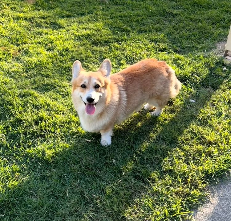 Elbella Ridge Corgis