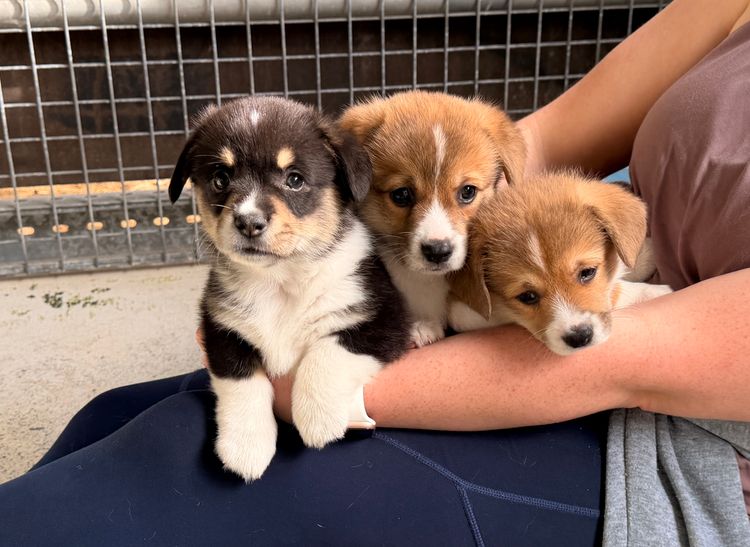 Elbella Ridge Corgis