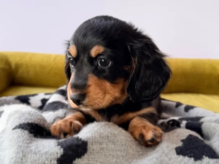 Kahlani Miniature Dachshunds