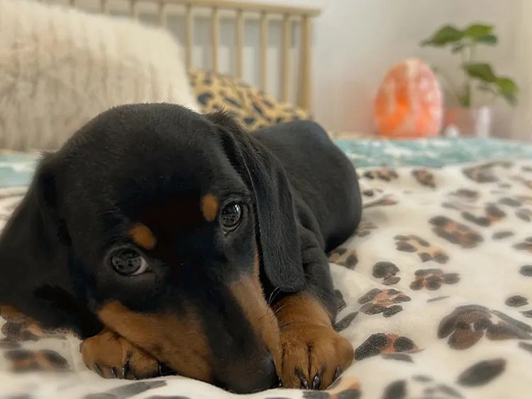 Kahlani Miniature Dachshunds