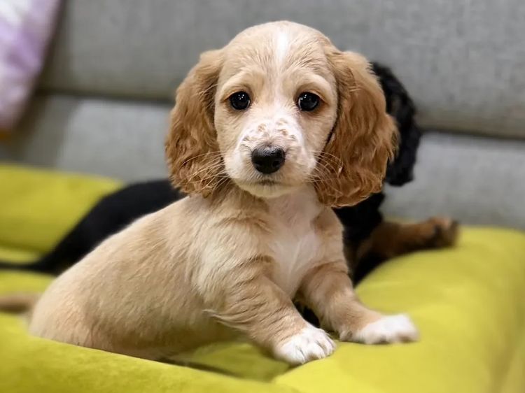 Kahlani Miniature Dachshunds