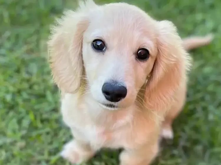 Kahlani Miniature Dachshunds