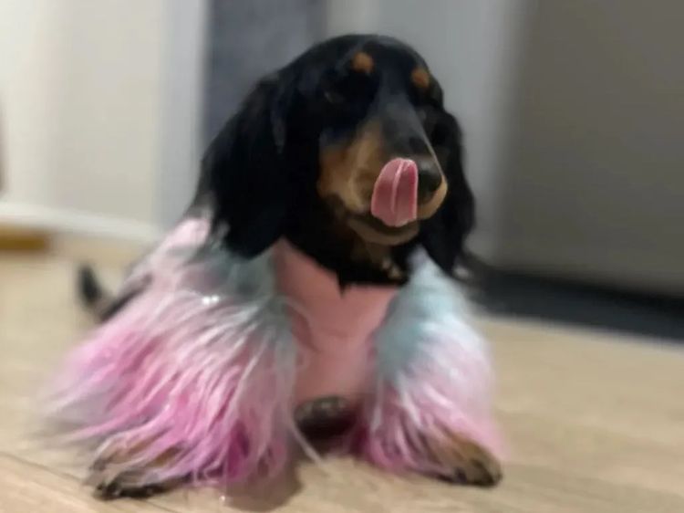 Kahlani Miniature Dachshunds