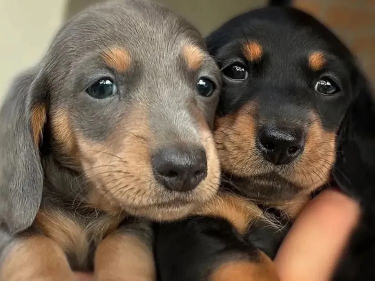 Kahlani Miniature Dachshunds