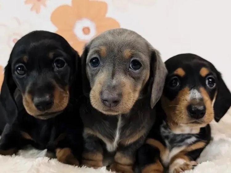 Kahlani Miniature Dachshunds
