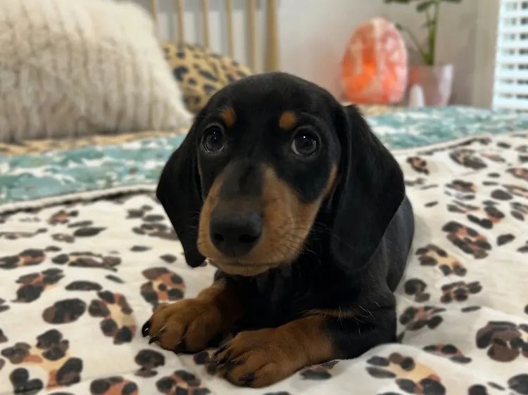 Kahlani Miniature Dachshunds