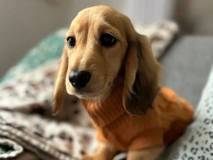 Kahlani Miniature Dachshunds