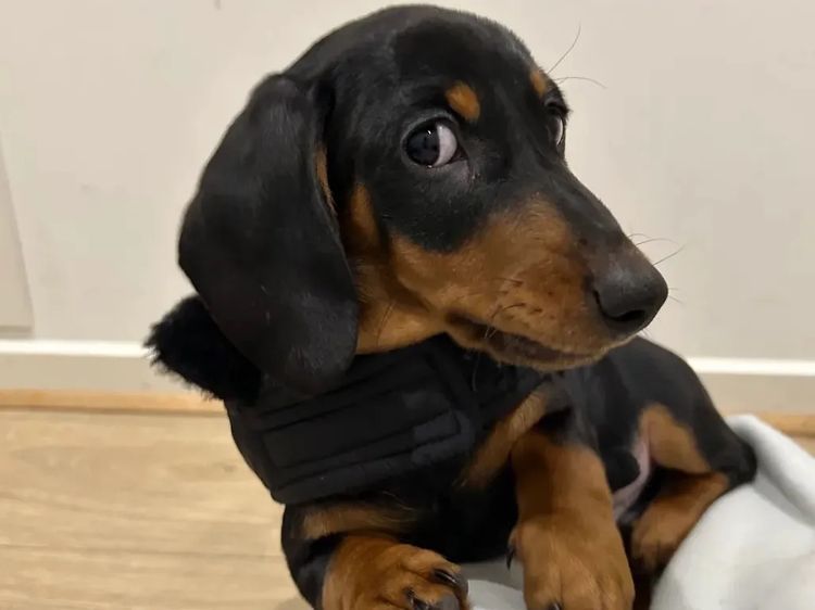 Kahlani Miniature Dachshunds