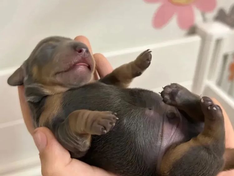 Kahlani Miniature Dachshunds
