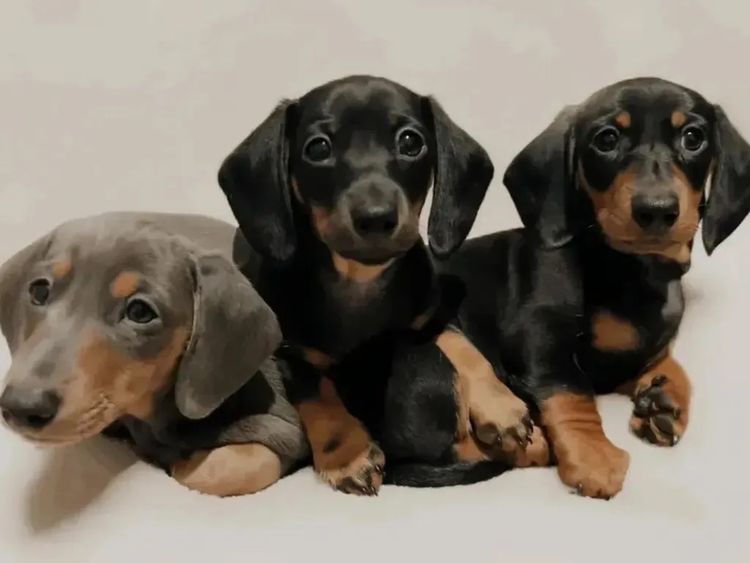 Kahlani Miniature Dachshunds