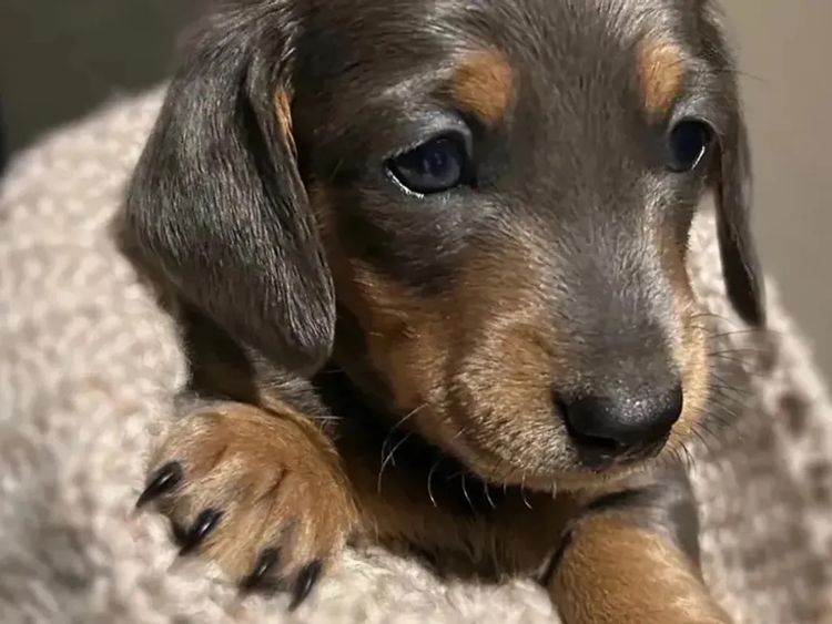 Kahlani Miniature Dachshunds