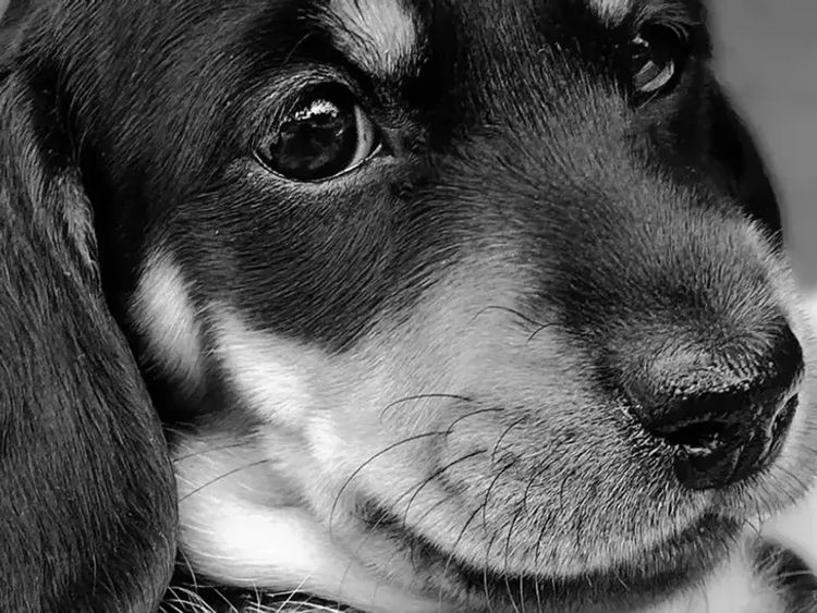 Kahlani Miniature Dachshunds