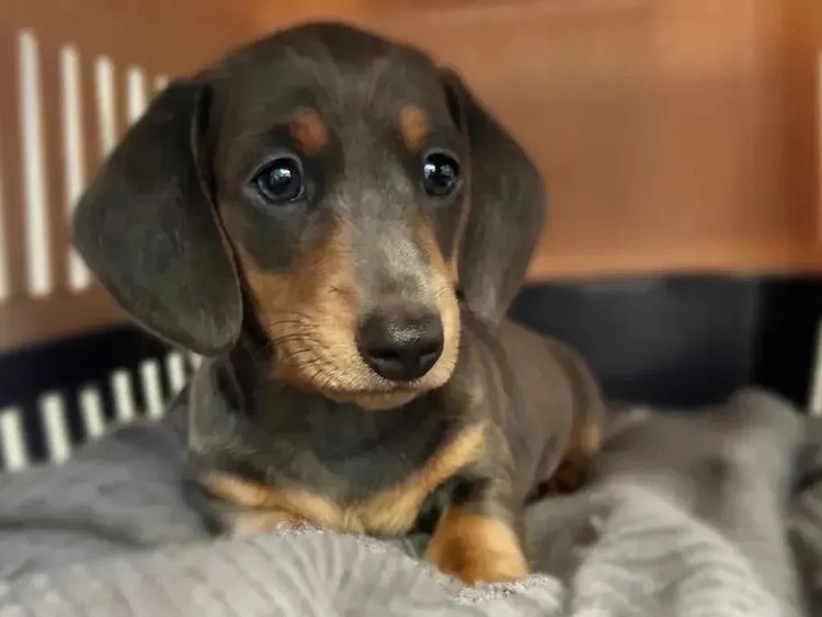 Kahlani Miniature Dachshunds