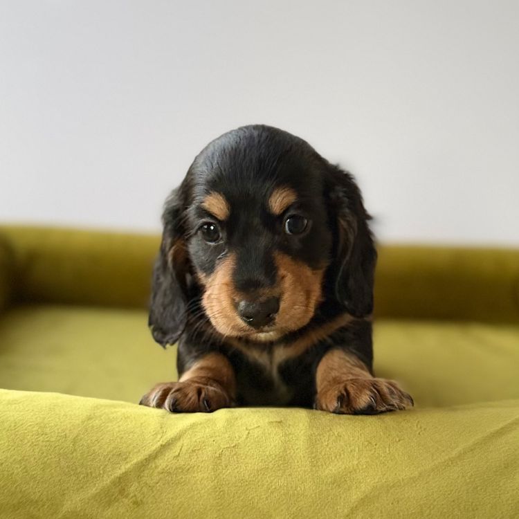 Kahlani Miniature Dachshunds