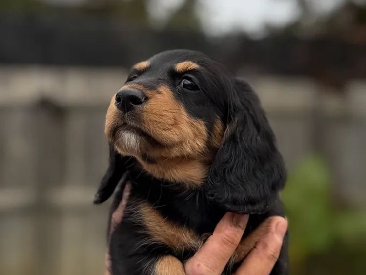 Kahlani Miniature Dachshunds
