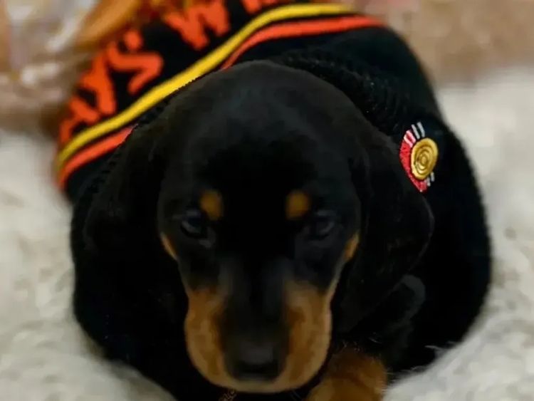 Kahlani Miniature Dachshunds