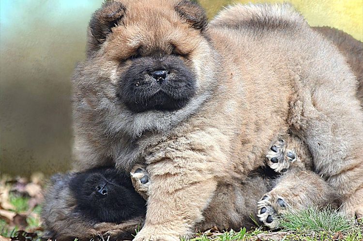 Rynkls Chow Chow