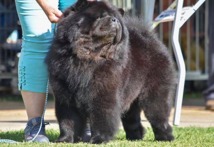 Rynkls Chow Chow