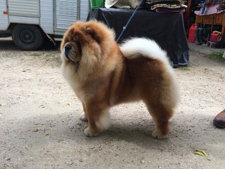 Rynkls Chow Chow