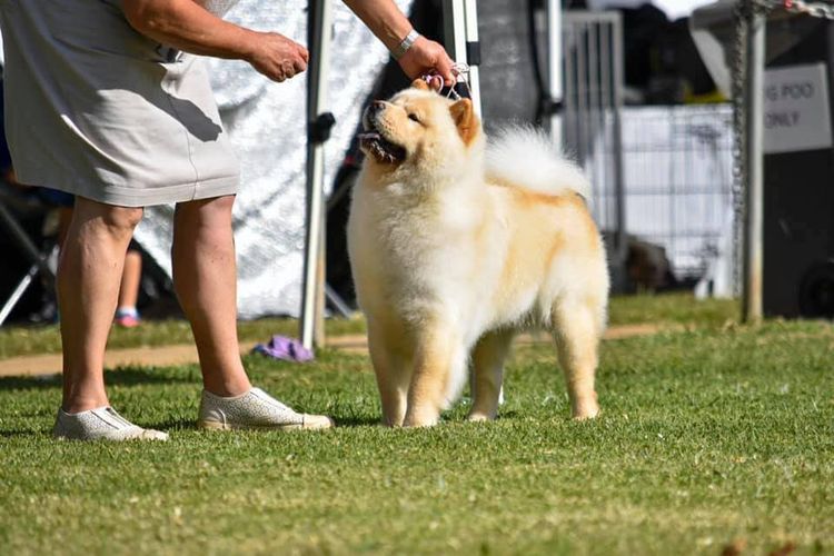 Rynkls Chow Chow