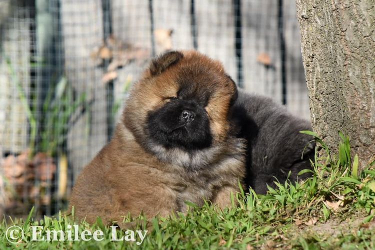 Rynkls Chow Chow