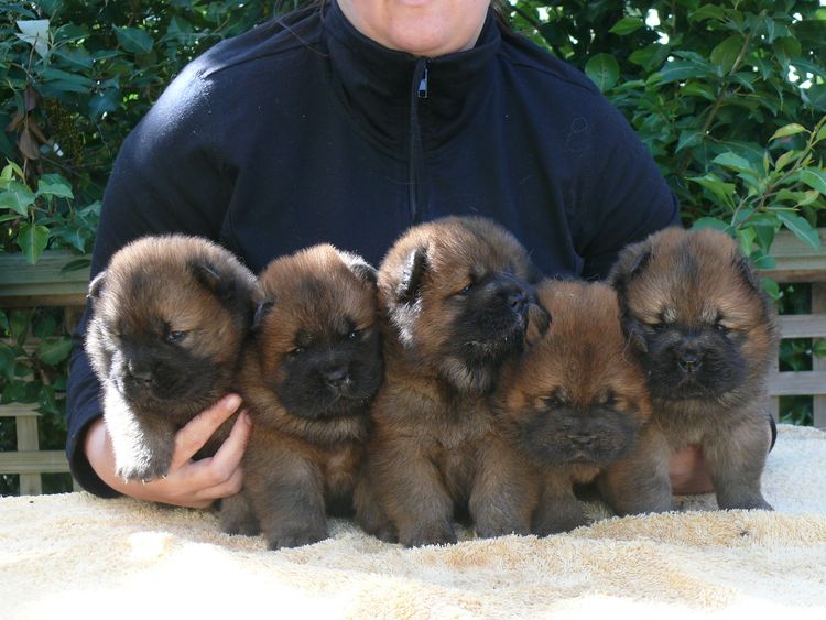 Rynkls Chow Chow