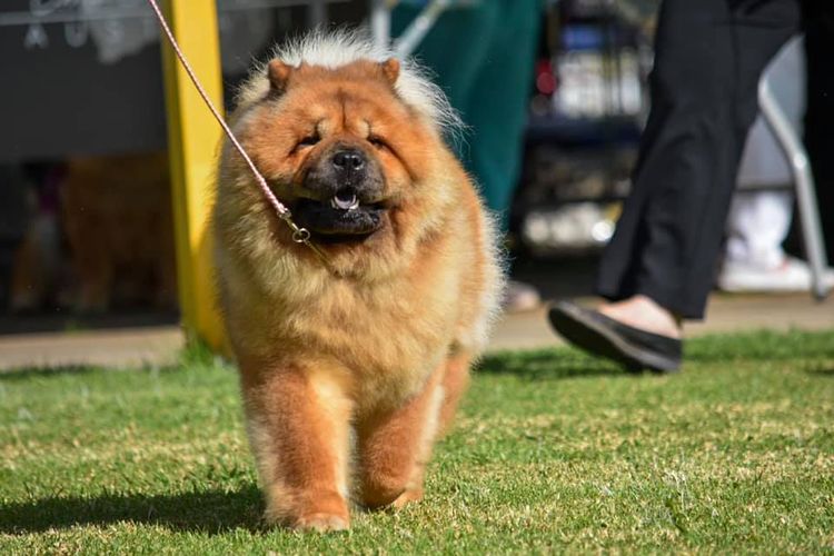 Rynkls Chow Chow
