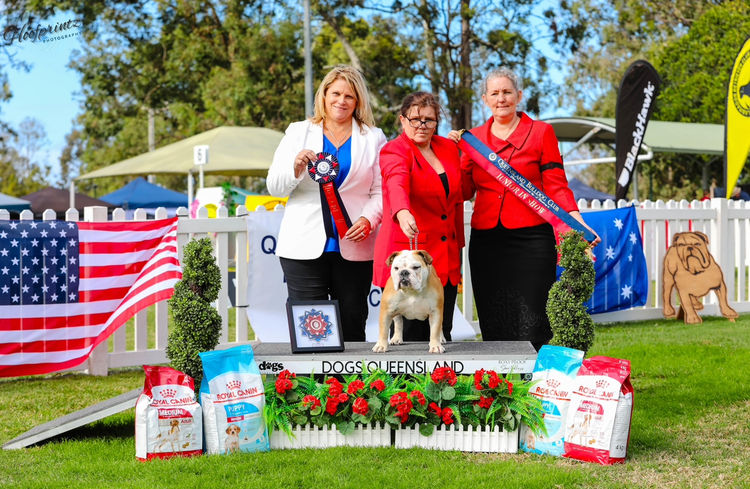Majestueux British Bulldogs
