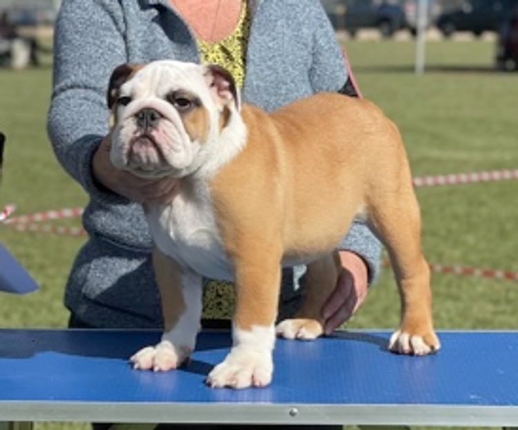 Majestueux British Bulldogs