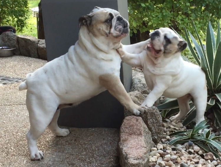 Majestueux British Bulldogs