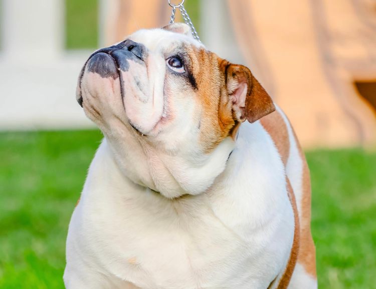 Majestueux British Bulldogs